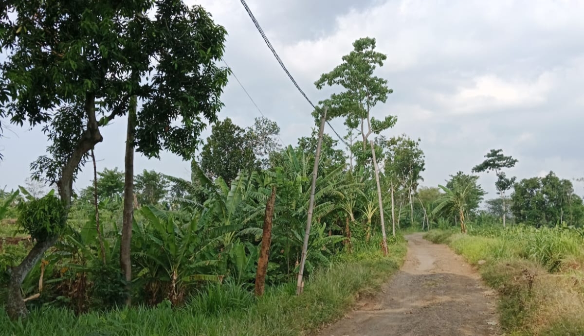 Bambu Gantikan Tiang Listrik di Satreyan wetan, Warga Minta PLN Kraksaan Segera Bertindak