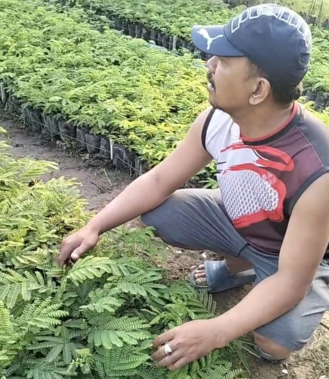 Usaha Pembibitan Sengon Ibnu Hafas Hadir di Jurangjero, Gading, Probolinggo