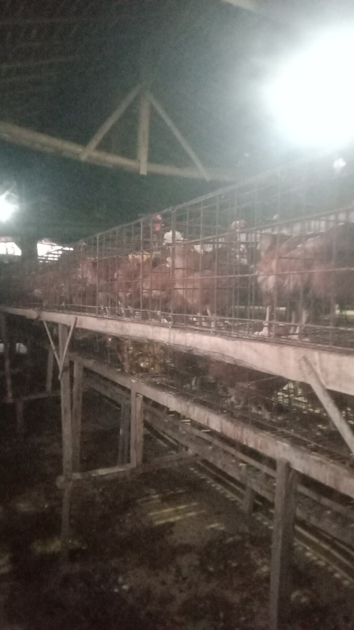 Oknum Pengusaha Ayam Petelur Desa Kecik, Terkesan Menantang, Menuduh dan Mengancam Media Saat di Konfirmasi